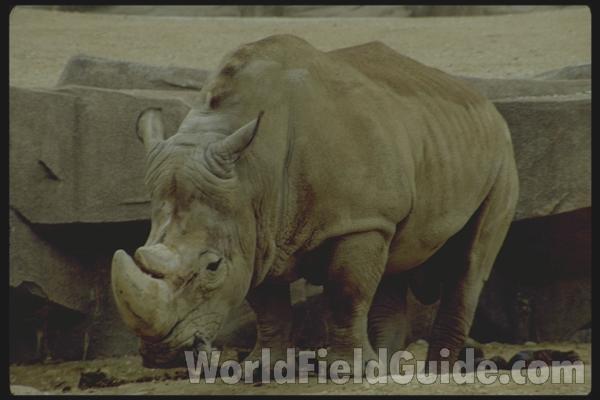 Front View<br>(Location of Picture: Mil Zoo)