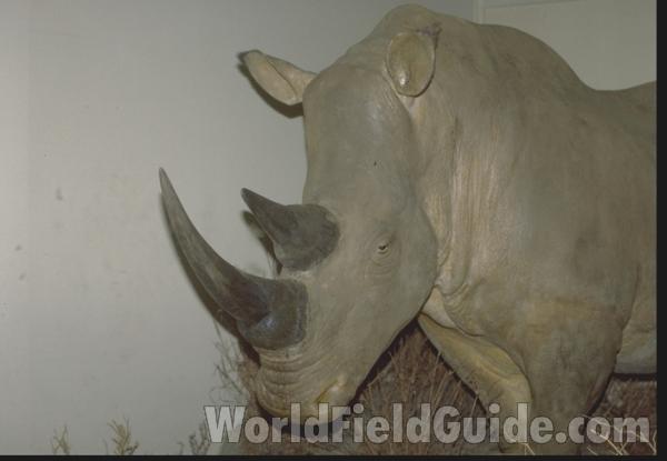 Head Only - Two Horns<br>(Location of Picture: FMNH)