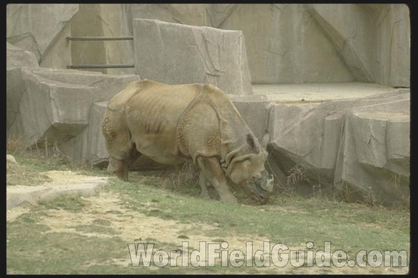 Silhouette - Angle View<br>(Location of Picture: Mil Zoo)