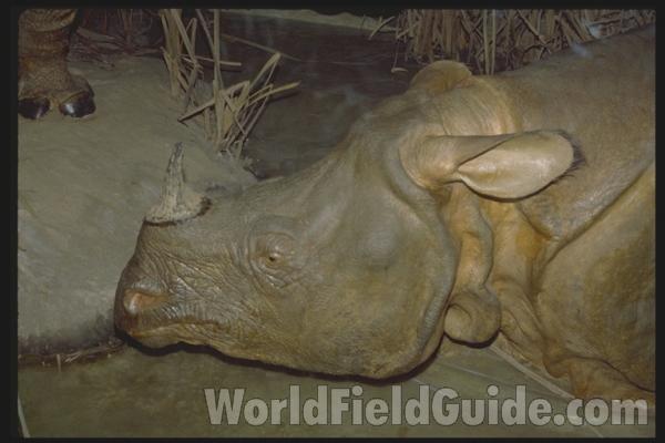 Head Only<br>(Location of Picture: FMNH)