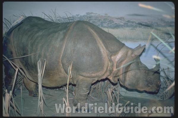 Bio Scape - Side View<br>(Location of Picture: FMNH)