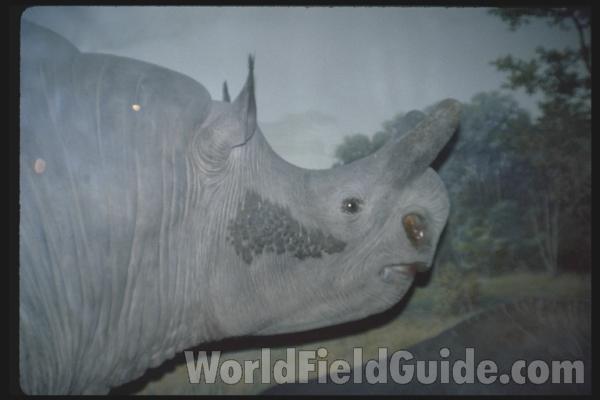 Museum View<br>(Location of Picture: FMNH)