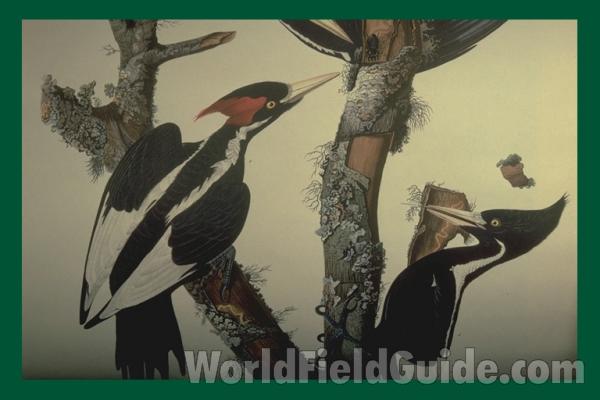 Pair - Male on Left with Red Cres<br>(Origin of the Specimen: Audubon Painting)