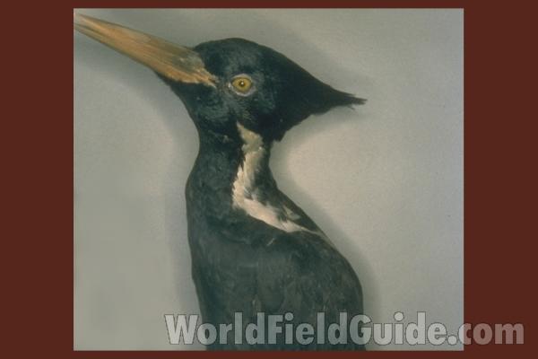 Museum Specimen - Female<br>(Location of Picture: Field Museum of Chicago)