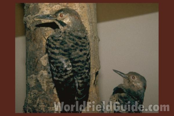 Museum Specimen<br>(Location of Picture: Field Museum of Chicago)