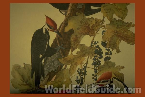 Closer View of Two Young Males<br>(Origin of the Specimen: Audubon Painting)<br>(Origin of the Specimen: Audubon Painting)