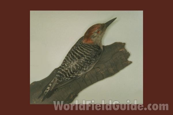 Museum Specimen
