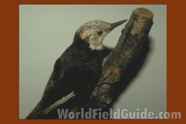 Museum View<br>(Location of Picture: Field Museum of Chicago)