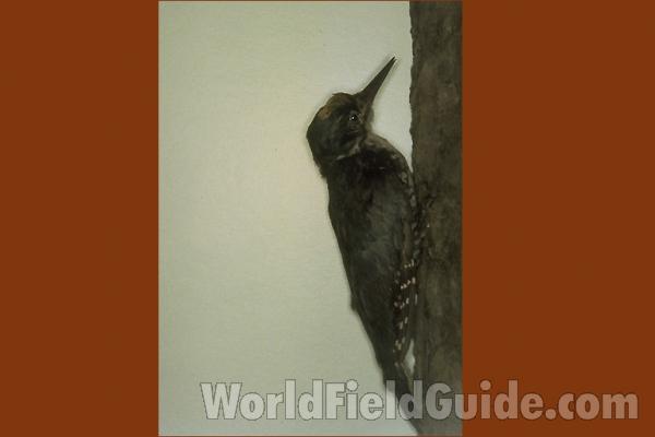 Museum Specimen<br>(Location of Picture: Field Museum of Chicago)