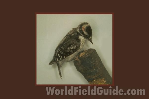 Museum Specimen<br>(Location of Picture: Filed Museum of Chicago)