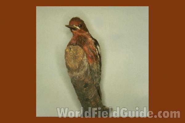 Museum Specimen<br>(Location of Picture: Field Museum of Chicago)