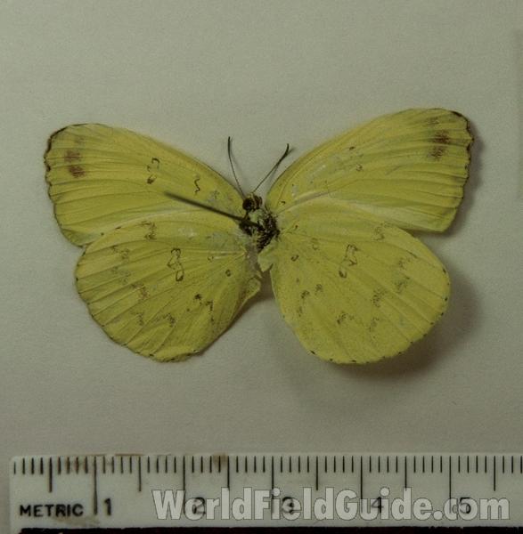 Male - Ventral<br>(Origin of the Specimen: Malaysia)