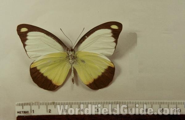 Male - Ventral View<br>(Origin of the Specimen: Papua, New Guinea)