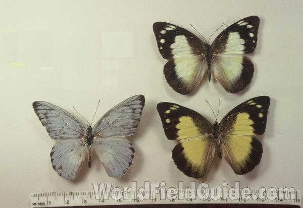 Male and Two Females<br>(Origin of the Specimen: Aru, Indonesia)