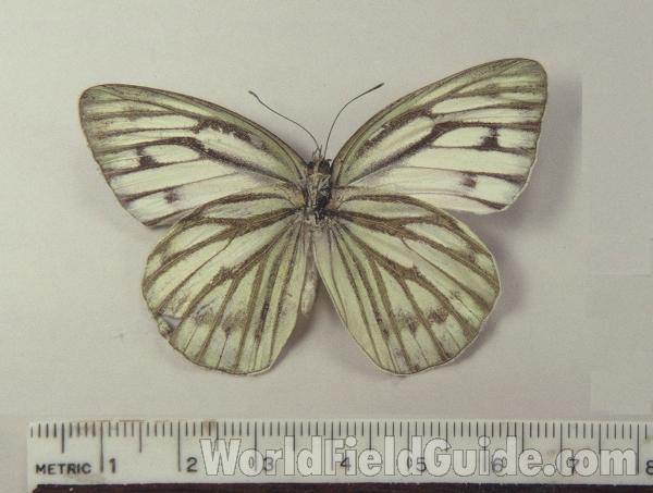 Male - Ventral<br>(Origin of the Specimen: Taiwan)