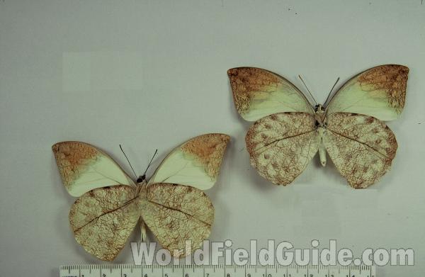 Pair - Ventral<br>(Origin of the Specimen: Malaysia)