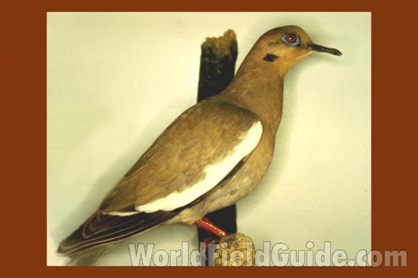 Subspecies asiatica - Museum Specimen<br>(Location of Picture: Field Museum of Chicago)