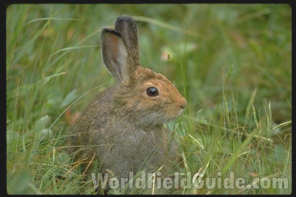 Habitat<br>(Location of Picture: Conconully, Washington, USA)<br>(Location of Picture: Canada)