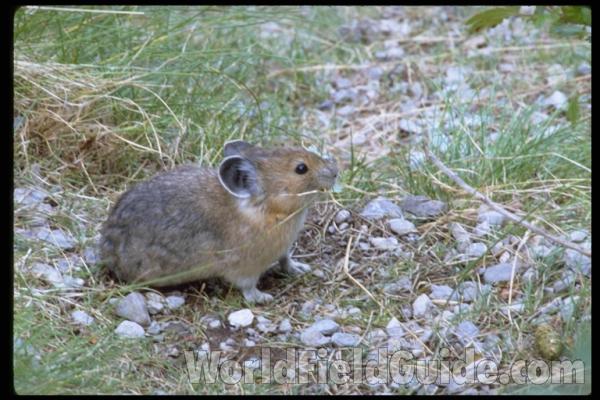 Habitat View<br>(Location of Picture: Canada)