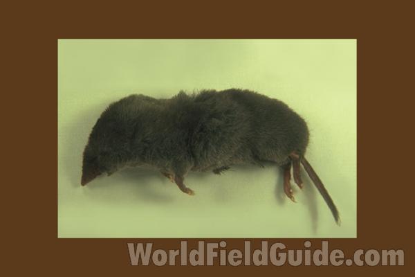 Head View<br>(Origin of the Specimen: Harvard, Illinois, 2009)