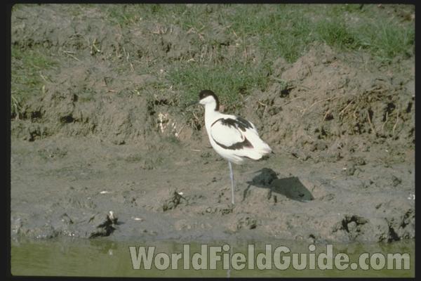 On Shore Looking Down into Water<br>(Origin of the Specimen: Color Painting)<br>(Location of Picture: Netherlands, Europe)