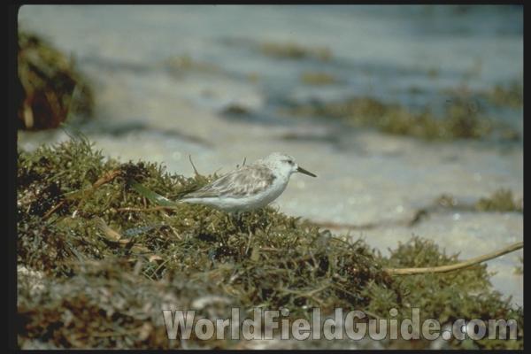 Habitat View<br>(Location of Picture: Florida in the United States)