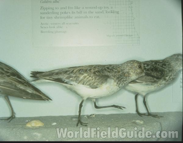 Museum Specimen<br>(Location of Picture: Field Museum of Chicago)