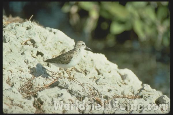 Habitat View<br>(Location of Picture: Florida, USA)