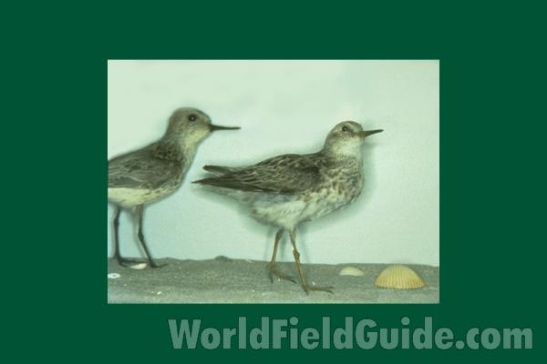 Museum Taxidermy Specimen<br>(Location of Picture: Field Museum of Chicago)