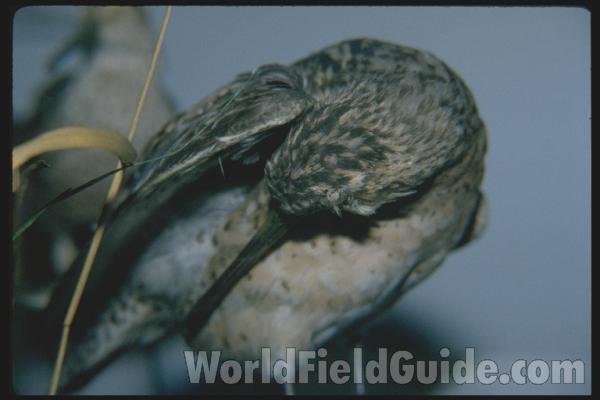 Museum Specimen<br>(Location of Picture: Field Museum of Chicago)