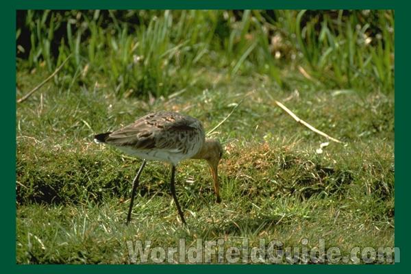 ssp limosa<br>(Location of Picture: Netherlands, Europe)