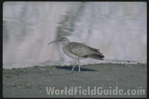 Habitat View<br>(Location of Picture: California, USA)