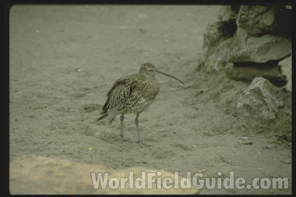 Habitat View<br>(Location of Picture: Great Britain)