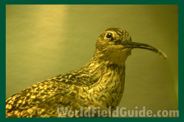 Museum Specimen<br>(Location of Picture: Field Museum of Chicago)