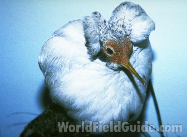 Note - White Lower Breast<br>(Origin of the Specimen: Color Painting)