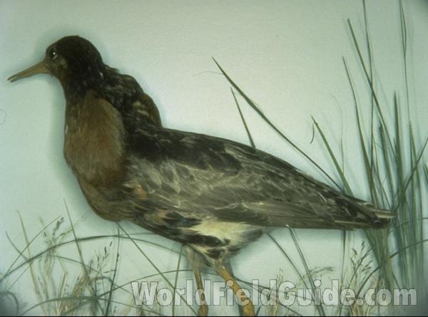 Note - White Lower Breast<br>(Origin of the Specimen: Color Painting)