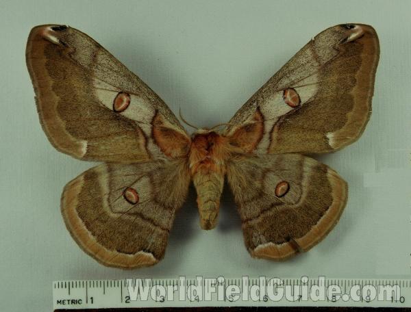 Female - Dorsal View<br>(Origin of the Specimen: Japan)