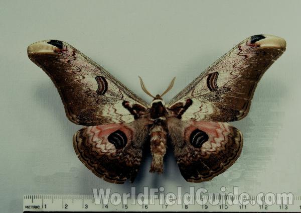 Male - Dorsal<br>(Origin of the Specimen: India)
