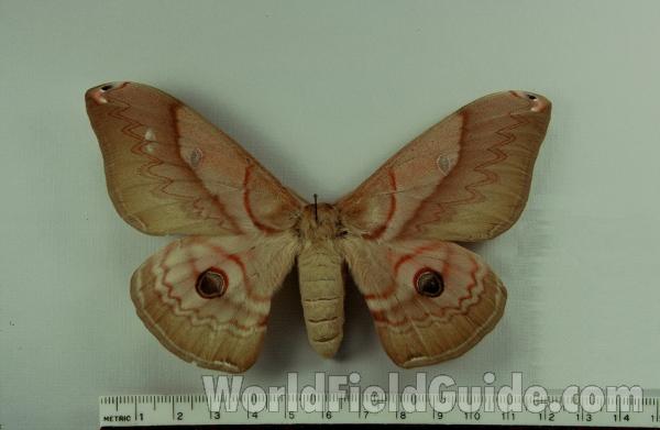 Female - Dorsal<br>(Origin of the Specimen: Japan)