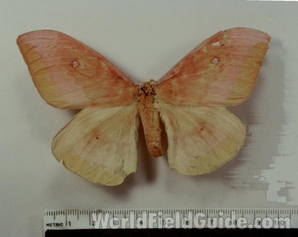 Female - Dorsal<br>(Origin of the Specimen: Australia)