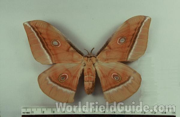 Female - Dorsal View<br>(Origin of the Specimen: Japan - Ex-larvae)