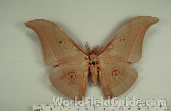 Male - Dorsal View<br>(Origin of the Specimen: Shillong, India, 1946)