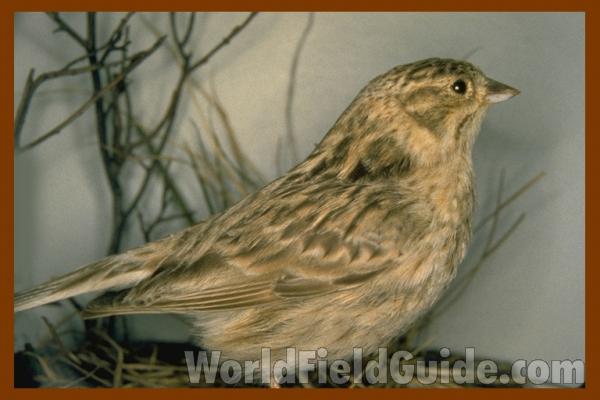 Museum Specimen - Female<br>(Location of Picture: FMNH of Chicago)