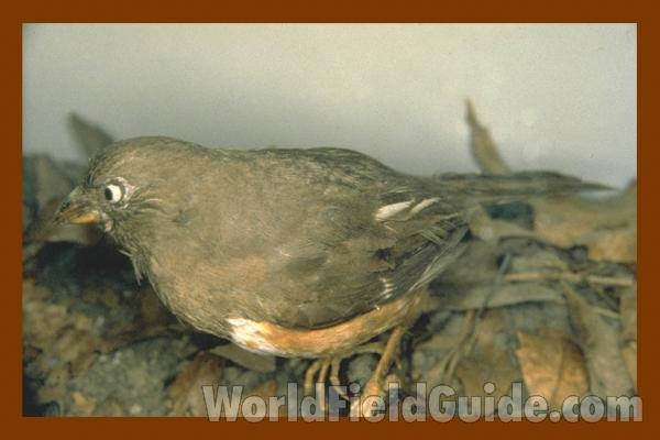 Female - Side View - Bkrown Back<br>(Location of Picture: FMNH of Chicaco)