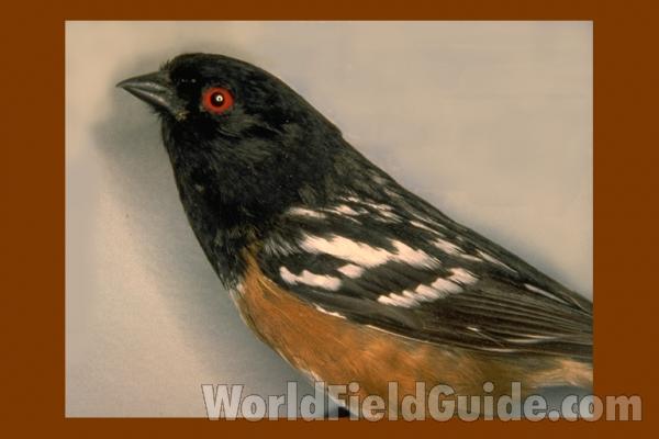 Male - Side View<br>(Location of Picture: Field Museum of Chicago)