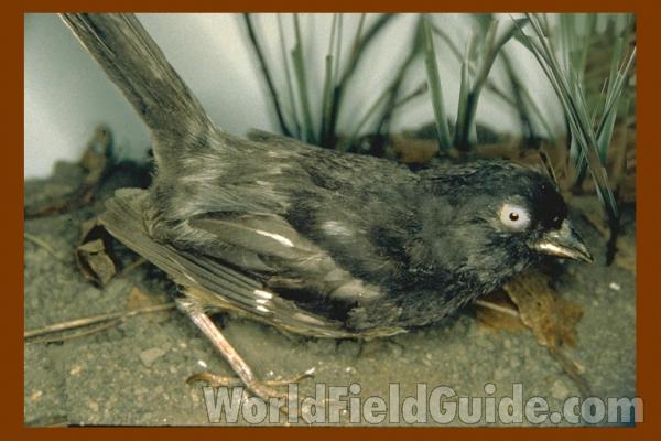 Female - Side View<br>(Location of Picture: Field Mseum of Chicago)