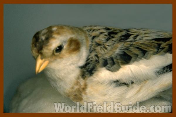 Angle View - Mounted<br>(Location of Picture: FMNH of Chicago)