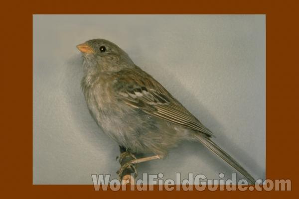 Museum Specimen<br>(Location of Picture: FMNH of Chicago)