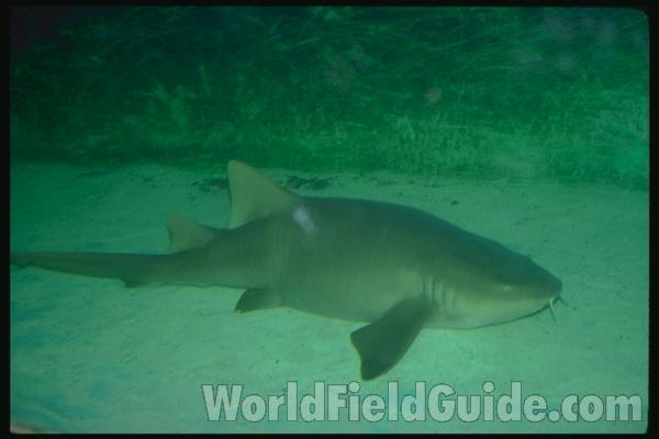 Head<br>(Location of Picture: Tacoma Aquarium, Washington, USA)