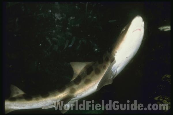 <br>(Origin of the Specimen: California, USA)<br>(Location of Picture: Shedd Aquarium, Chicago, Il USA)